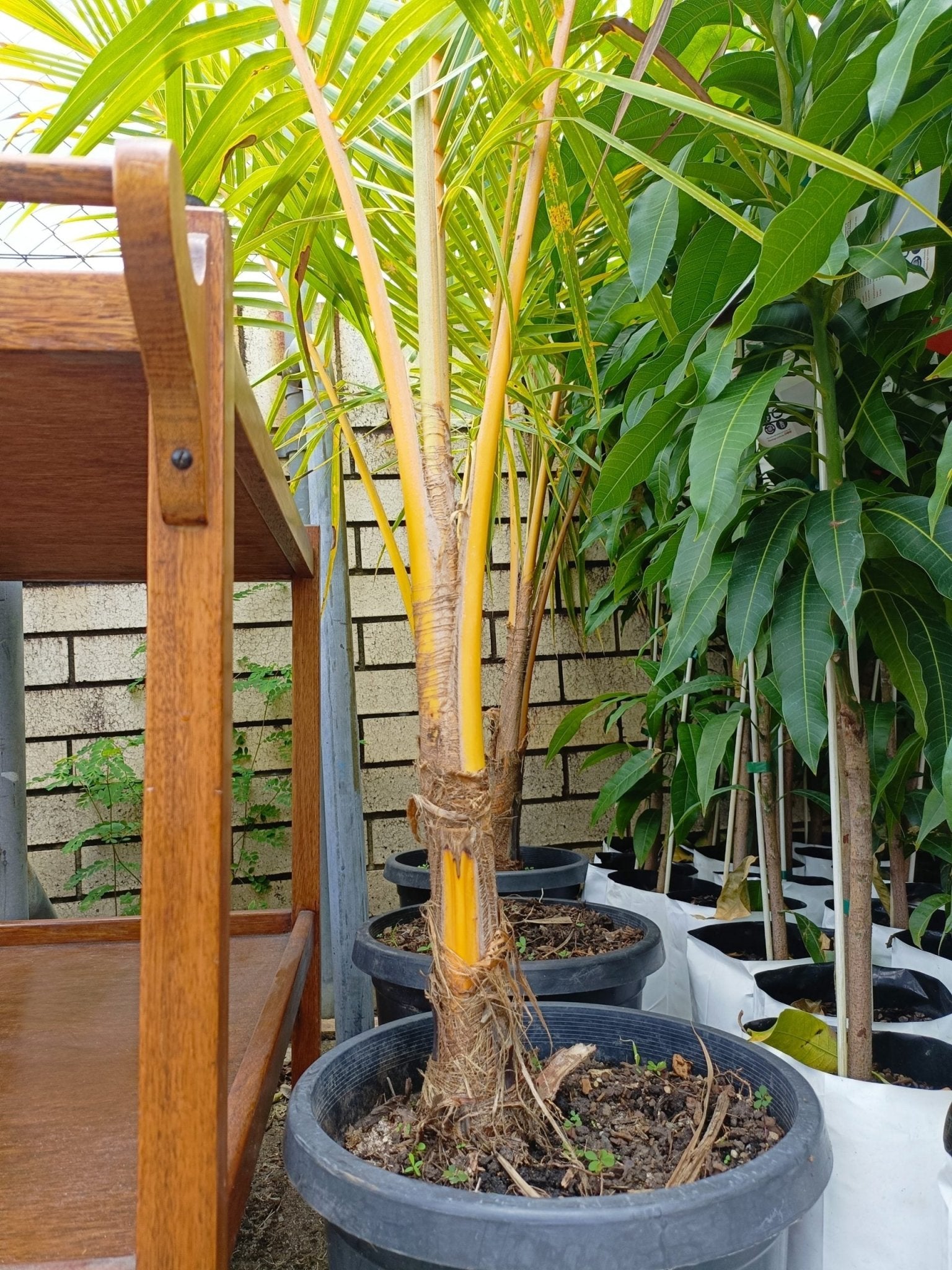 Malay Dwarf Gold Coconut Large Size (PICKUP ONLY) 300mm - Ladybird Nursery