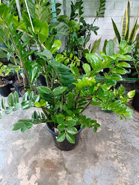 Zanzibar Gem - Advanced (PICK UP ONLY)