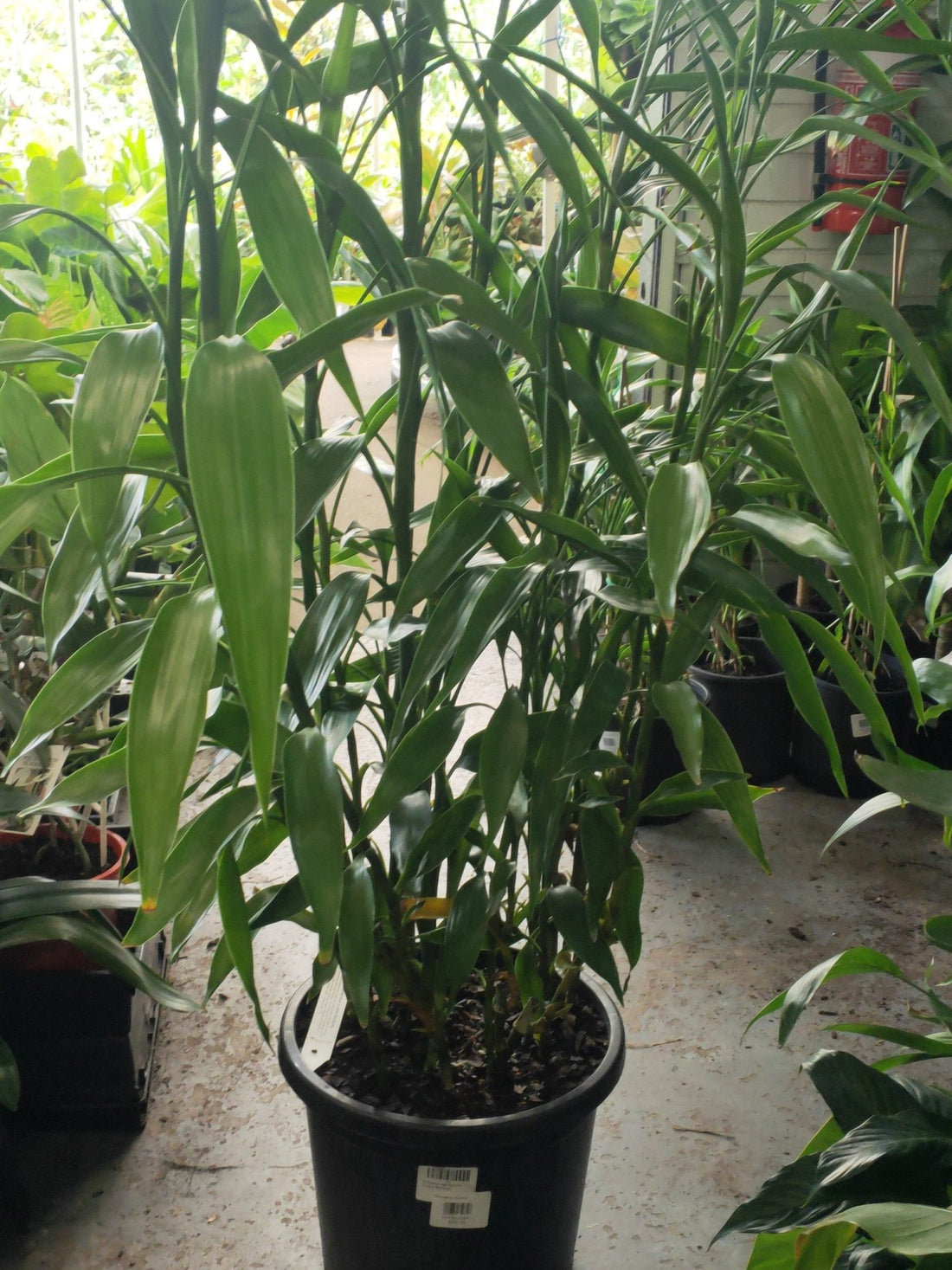 Lucky bamboo 1m tall PICK UP ONLY - Ladybird Nursery