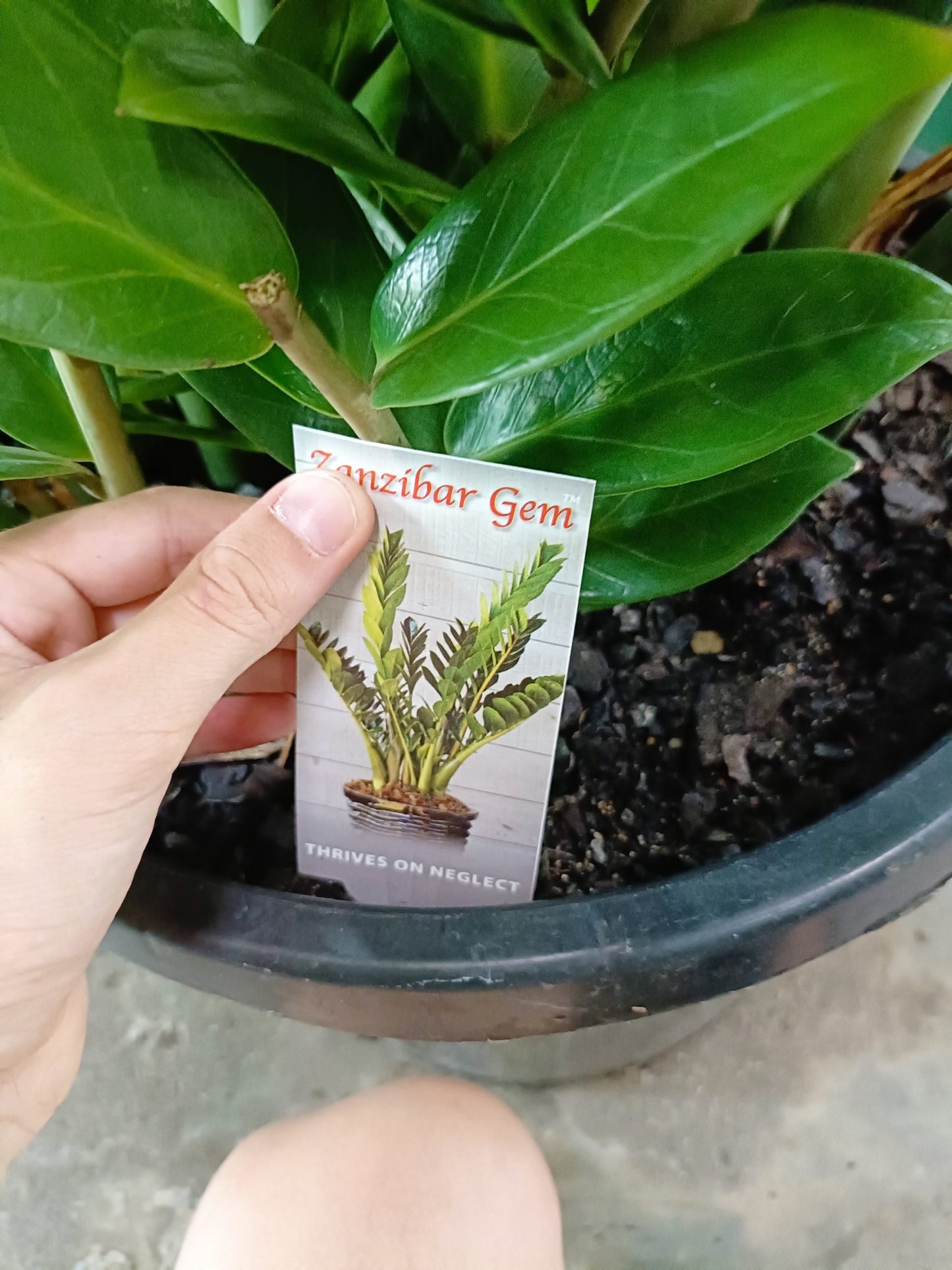 Zanzibar Gem - Advanced (PICK UP ONLY)