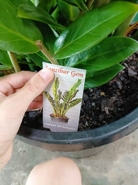 Zanzibar Gem - Advanced (PICK UP ONLY)