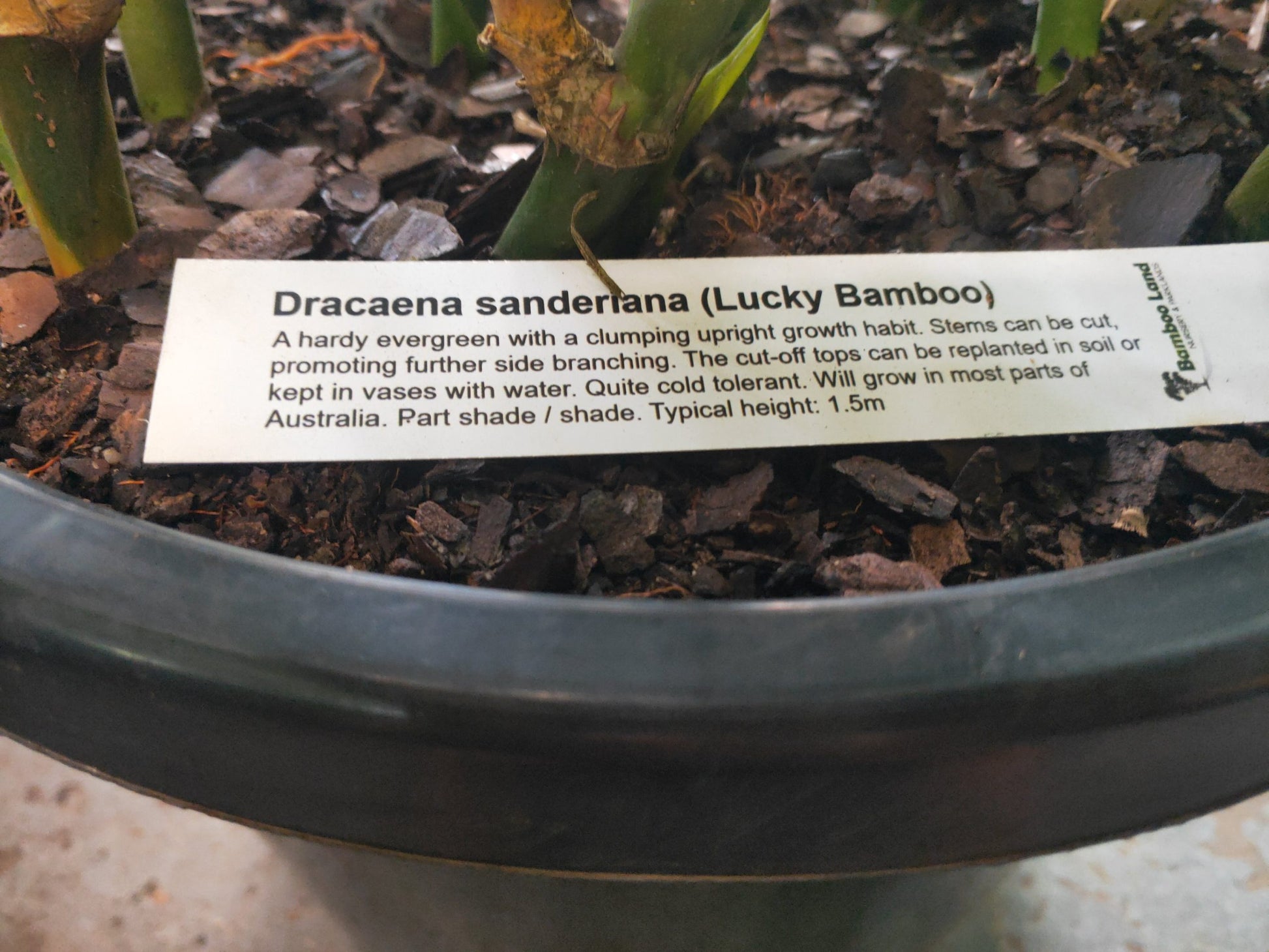 Lucky bamboo 1m tall PICK UP ONLY