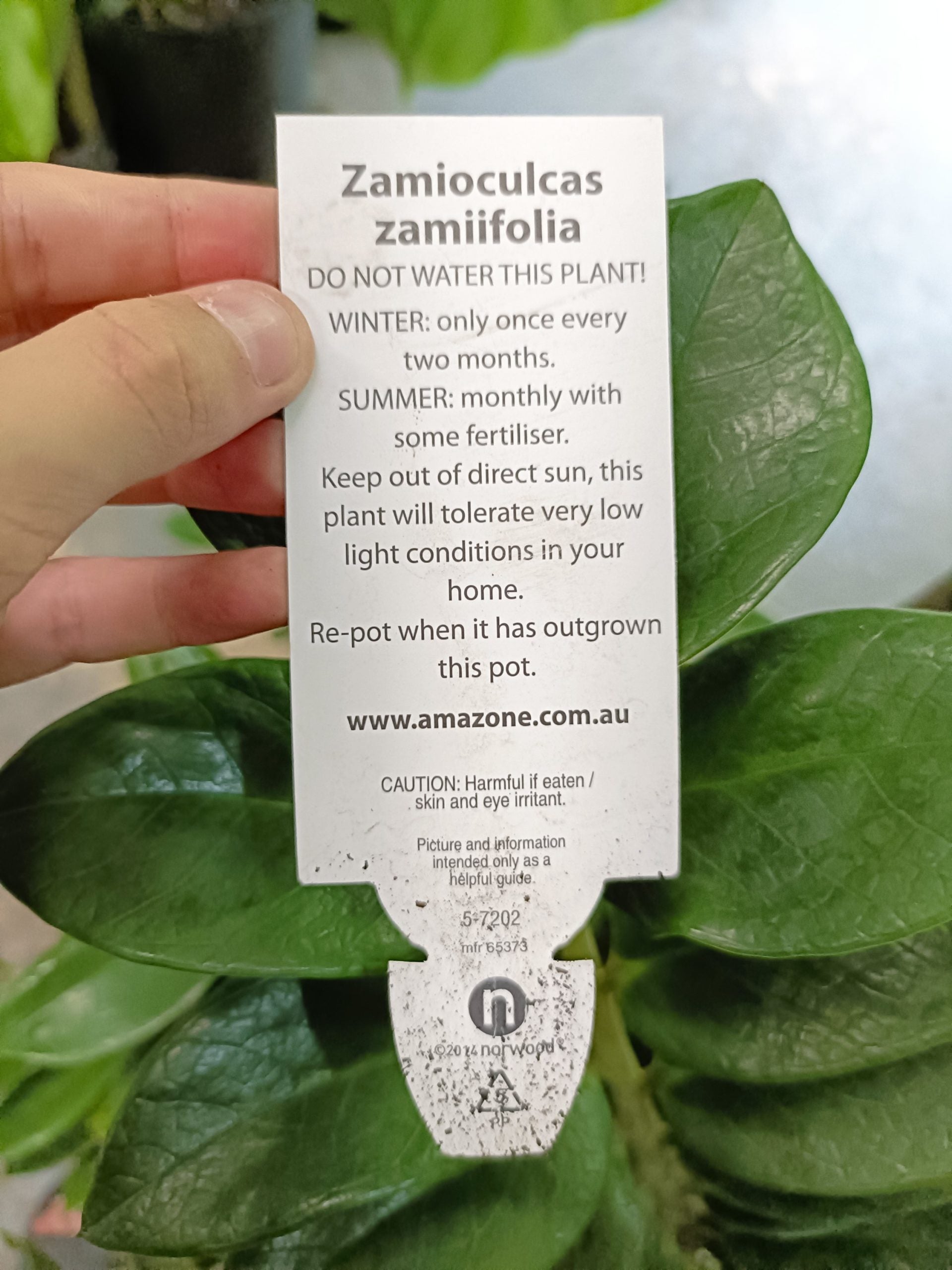 Zanzibar Gem - Advanced (PICK UP ONLY)