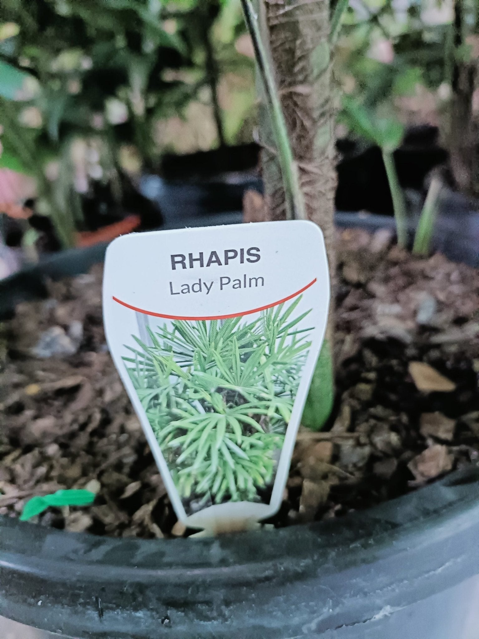 Lady Palm (Rhapis Excelsa) 300mm (PICKUP ONLY - Ladybird Nursery