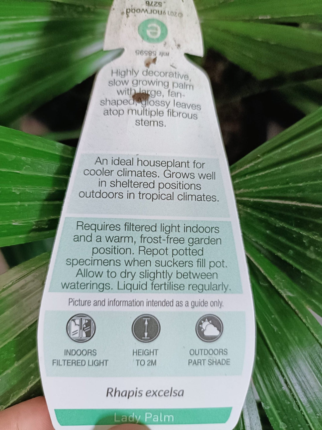 Lady Palm (Rhapis Excelsa) 300mm (PICKUP ONLY - Ladybird Nursery