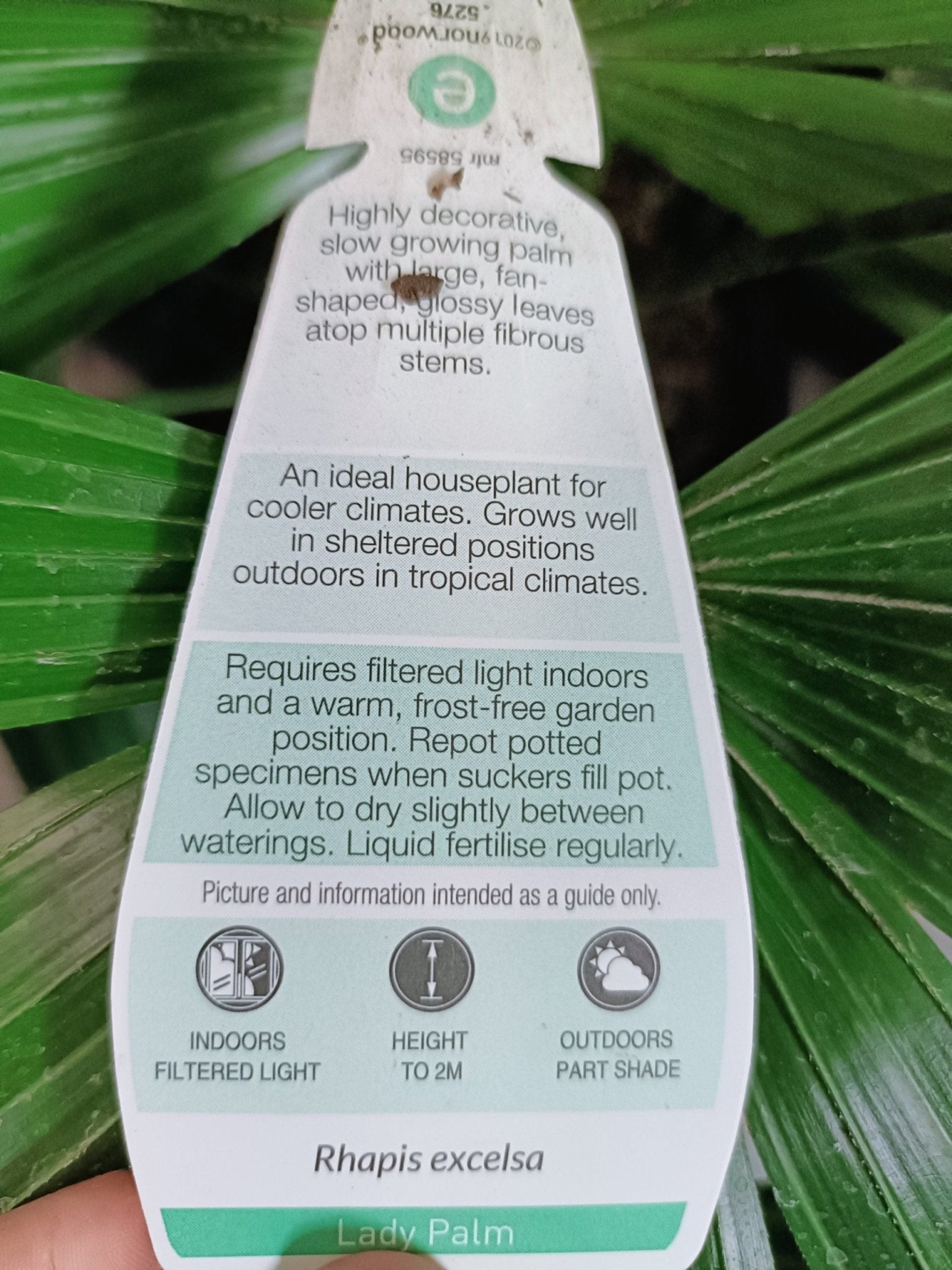 Lady Palm (Rhapis Excelsa) 300mm (PICKUP ONLY - Ladybird Nursery