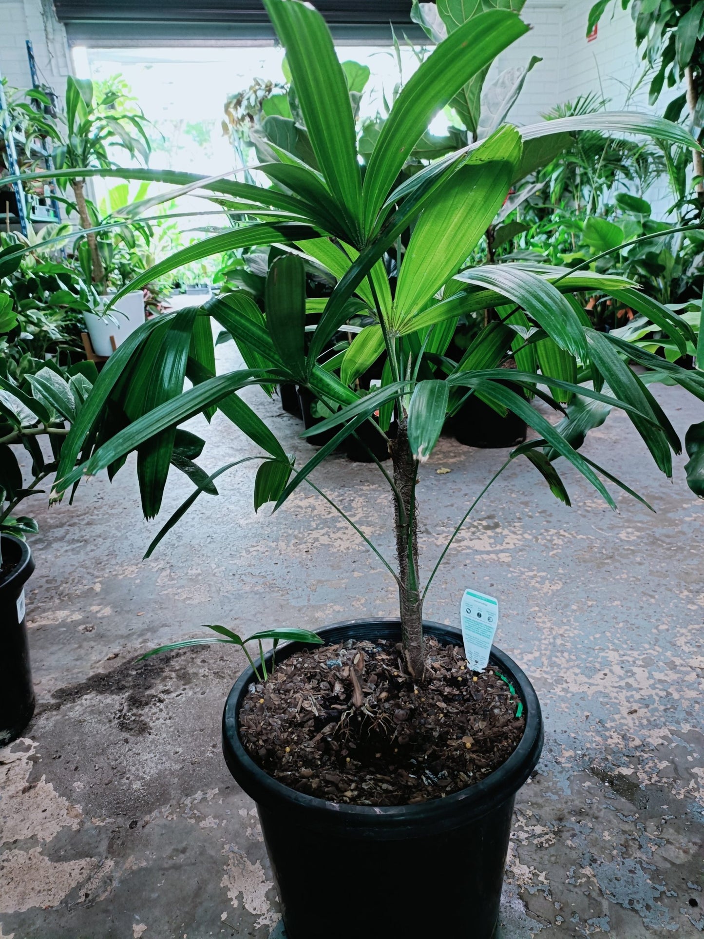 Lady Palm (Rhapis Excelsa) 300mm (PICKUP ONLY