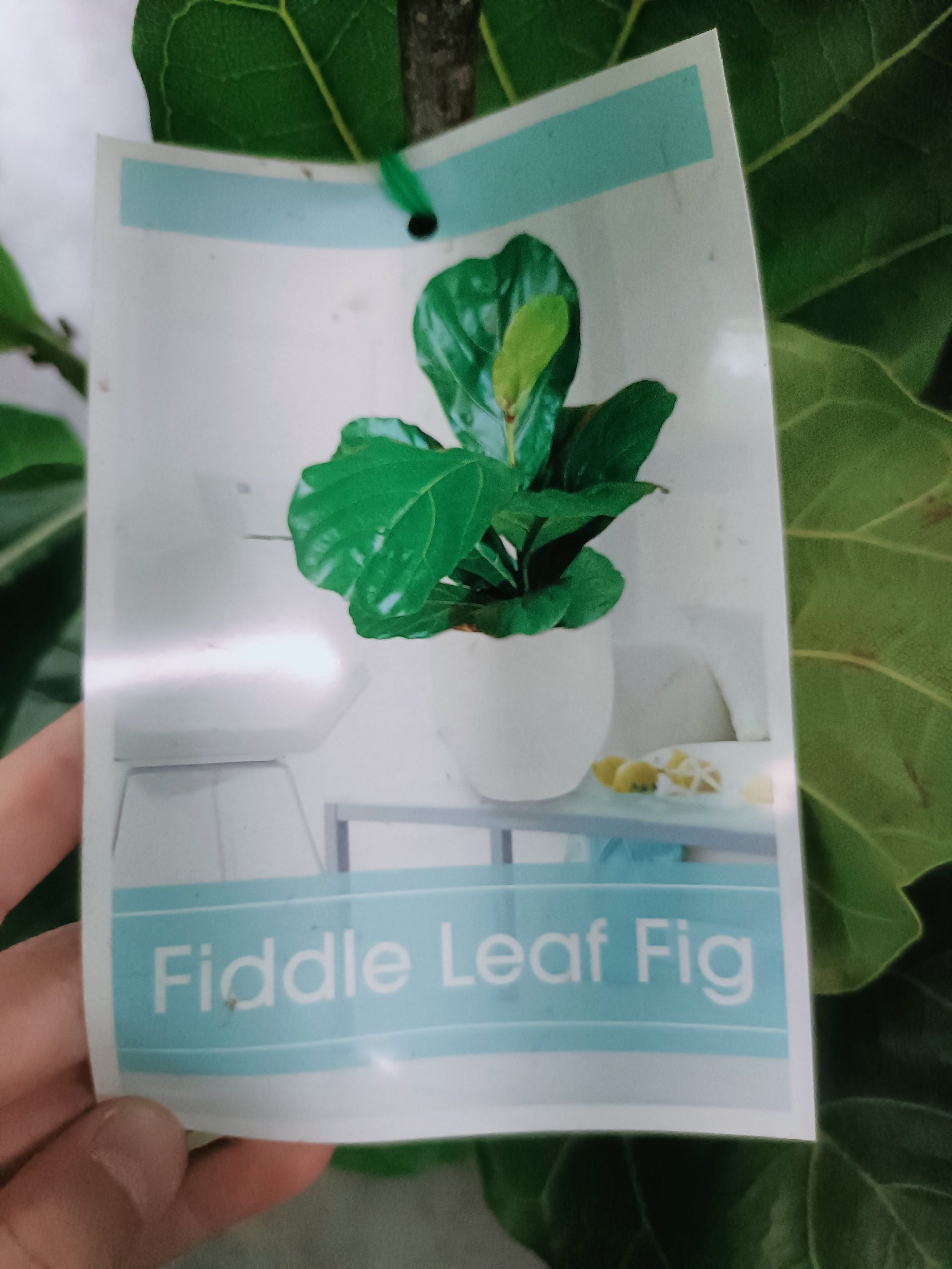 Fiddle Leaf Fig 300mm (PICKUP ONLY