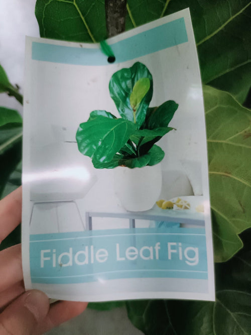 Fiddle Leaf Fig 300mm (PICKUP ONLY) - Ladybird Nursery