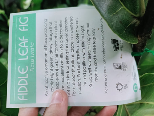 Fiddle Leaf Fig 300mm (PICKUP ONLY) - Ladybird Nursery