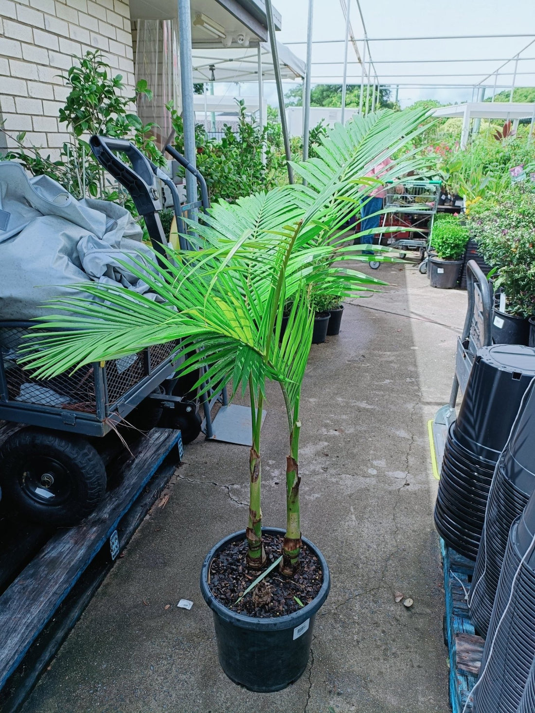 Alexander Palm (Archontophoenix alexandrae) 300mm Pot (PICKUP ONLY) - Ladybird Nursery