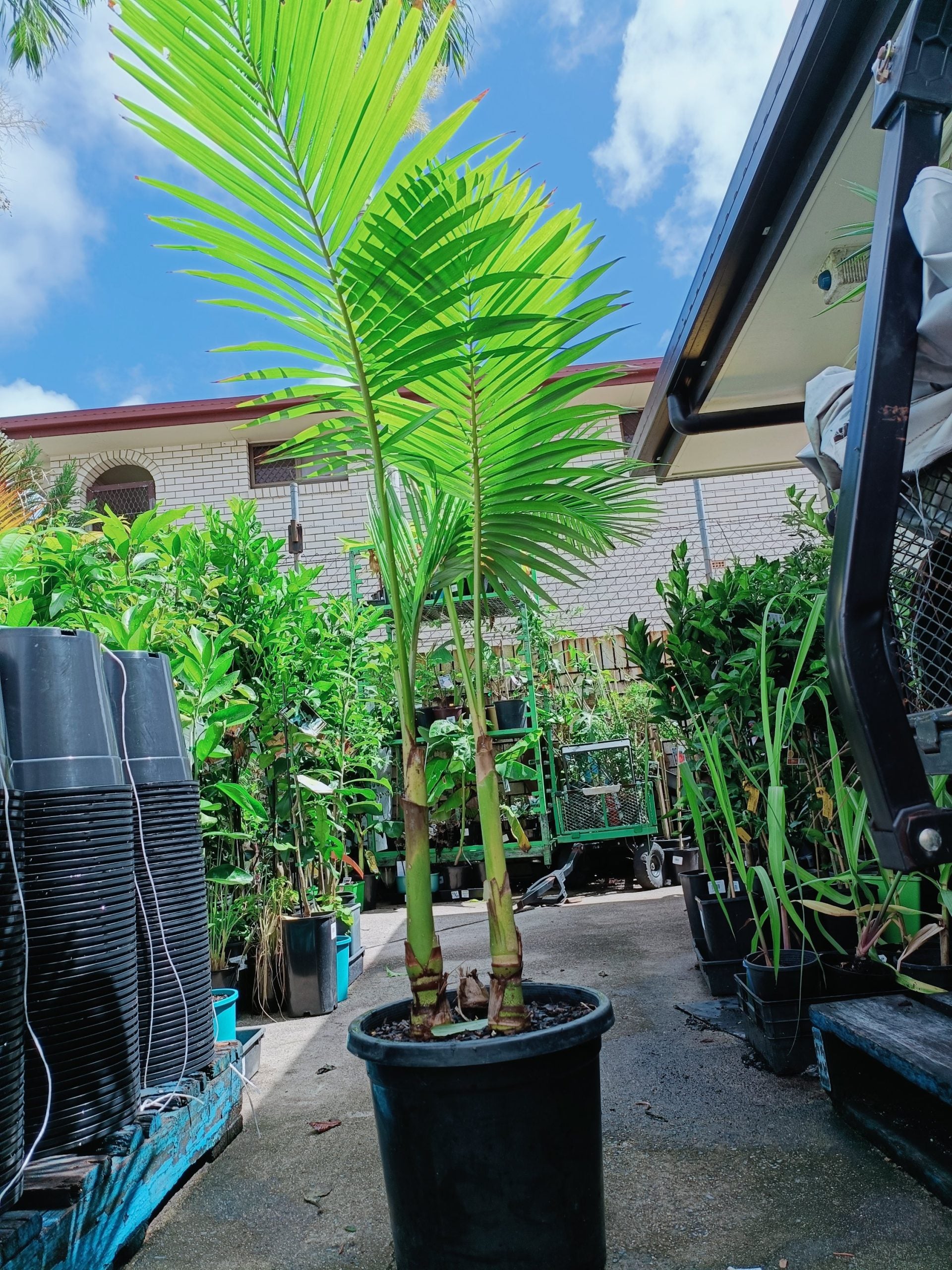 Alexander Palm 300mm(PICK UP ONLY)