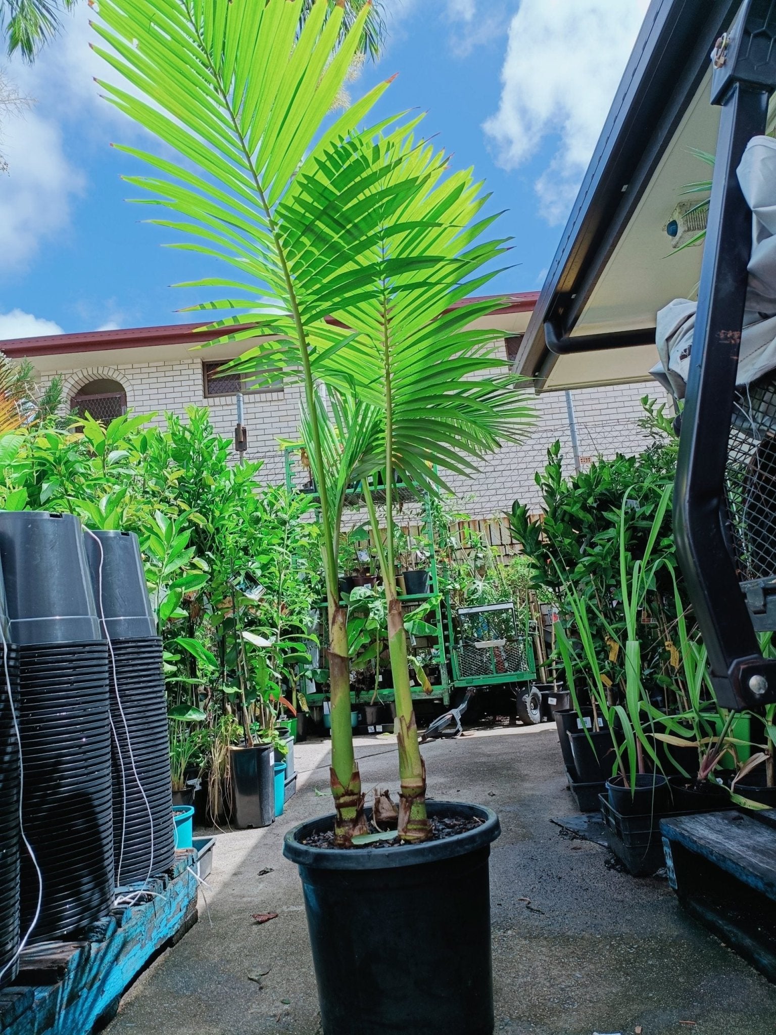 Alexander Palm (Archontophoenix alexandrae) 300mm Pot (PICKUP ONLY) - Ladybird Nursery
