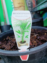 Alexander Palm 300mm(PICK UP ONLY)