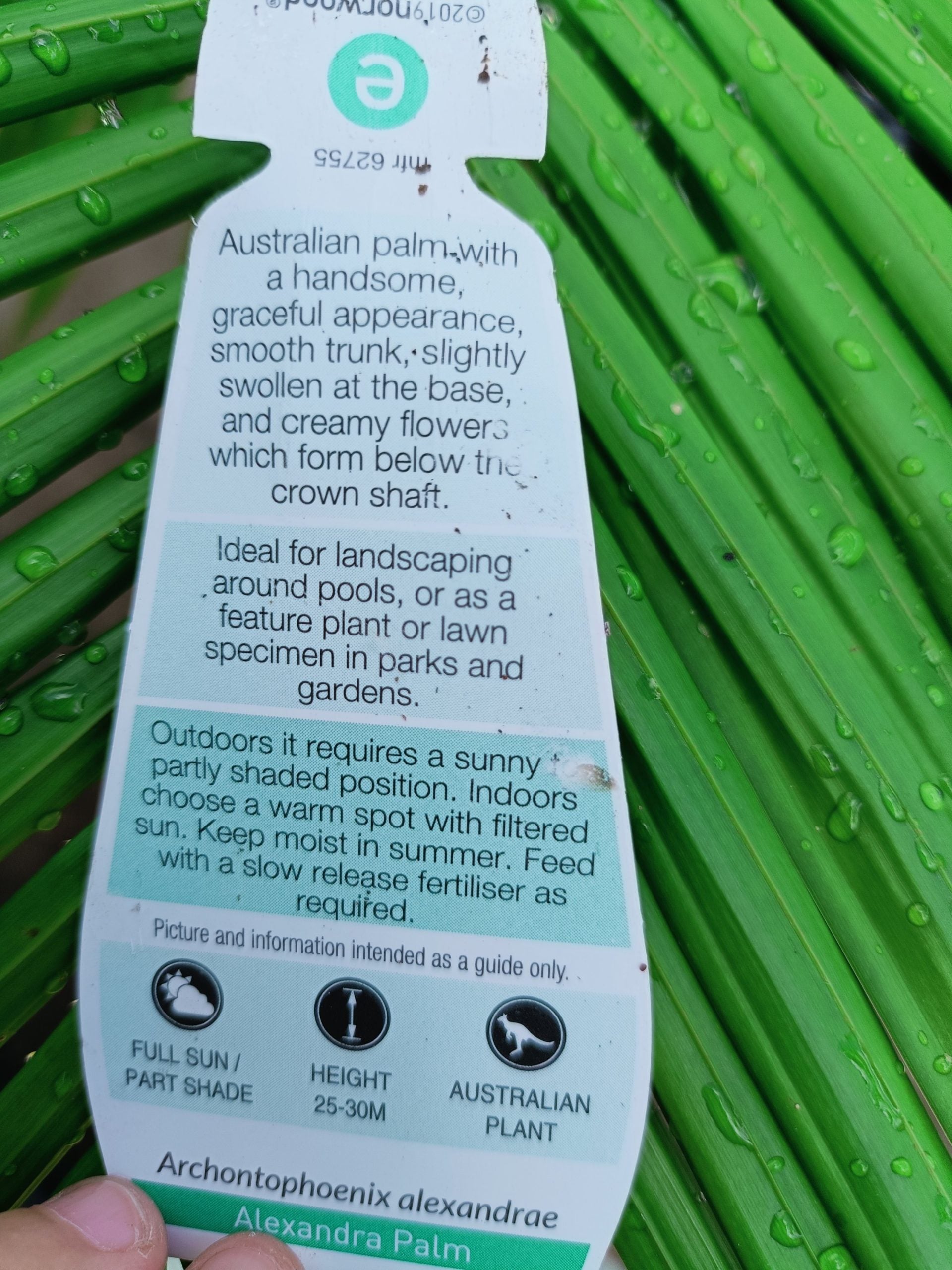 Alexander Palm 300mm(PICK UP ONLY)