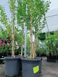 Ginkgo Spire 300mm PICK UP ONLY