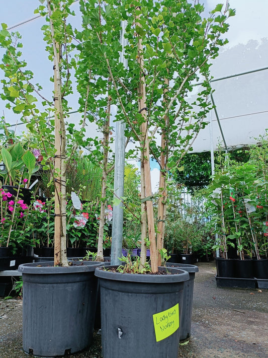 Ginkgo Spire 300mm PICK UP ONLY