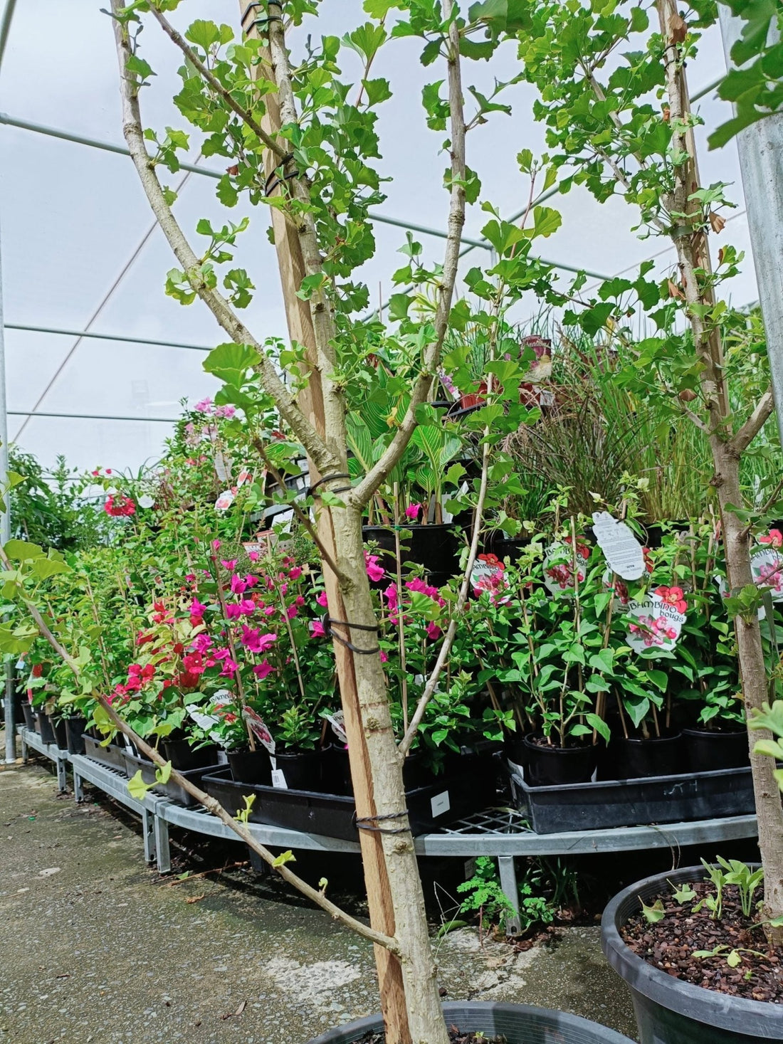 Ginkgo Spire 300mm PICK UP ONLY - Ladybird Nursery