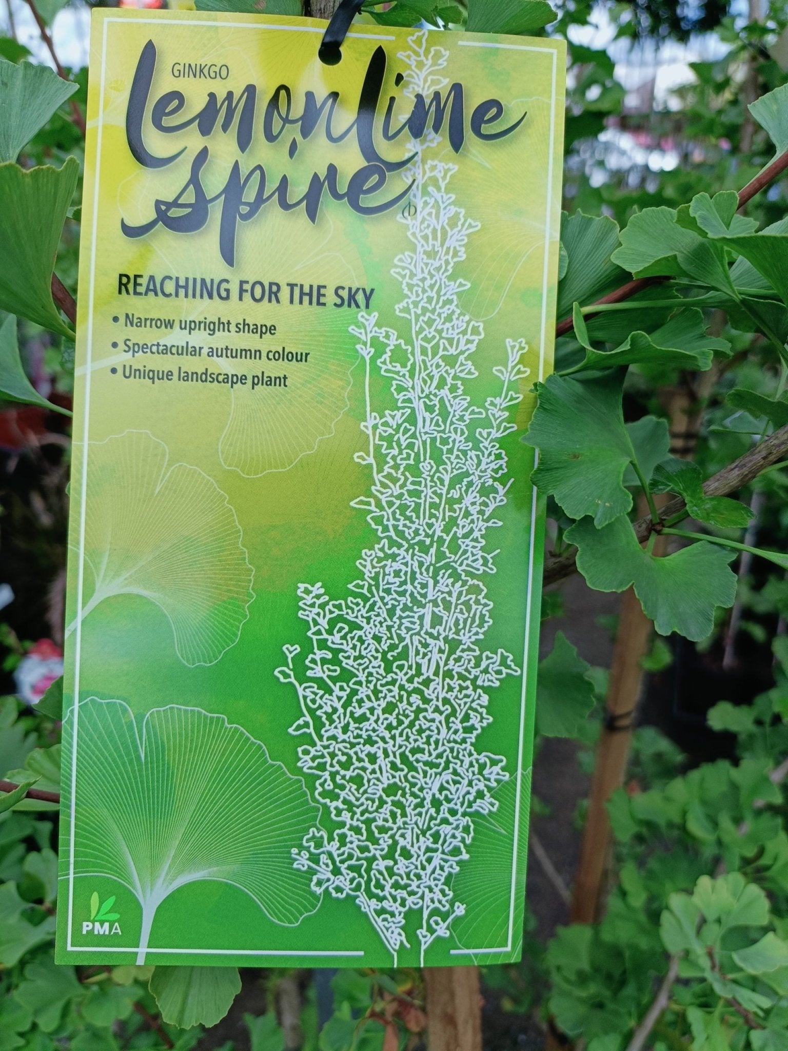 Ginkgo Spire 300mm PICK UP ONLY - Ladybird Nursery