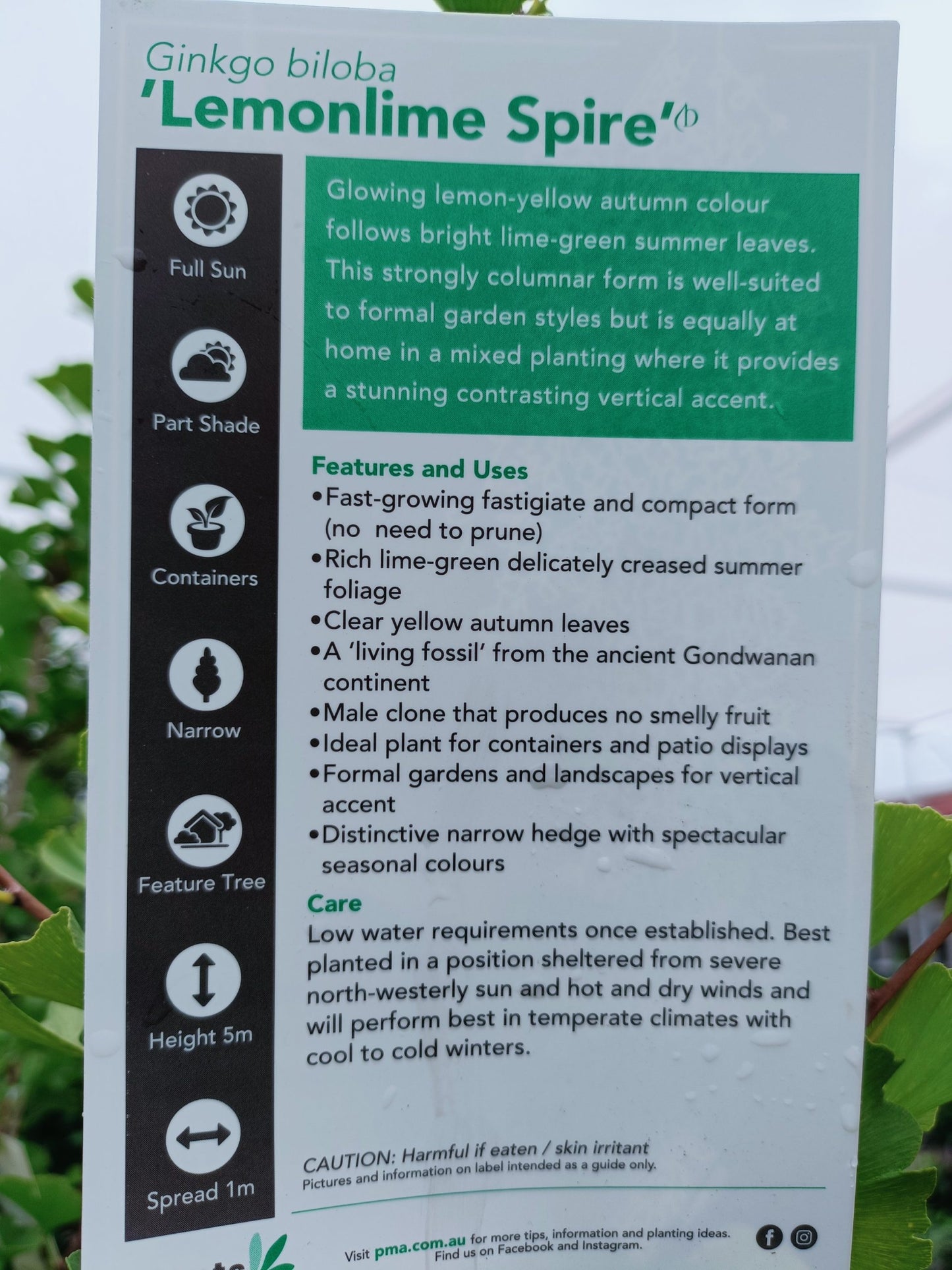 Ginkgo Spire 300mm PICK UP ONLY