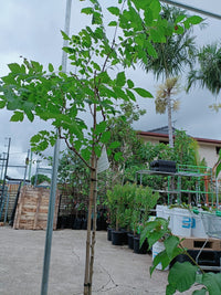 Golden Rain Tree 300mm (PICK UP ONLY)