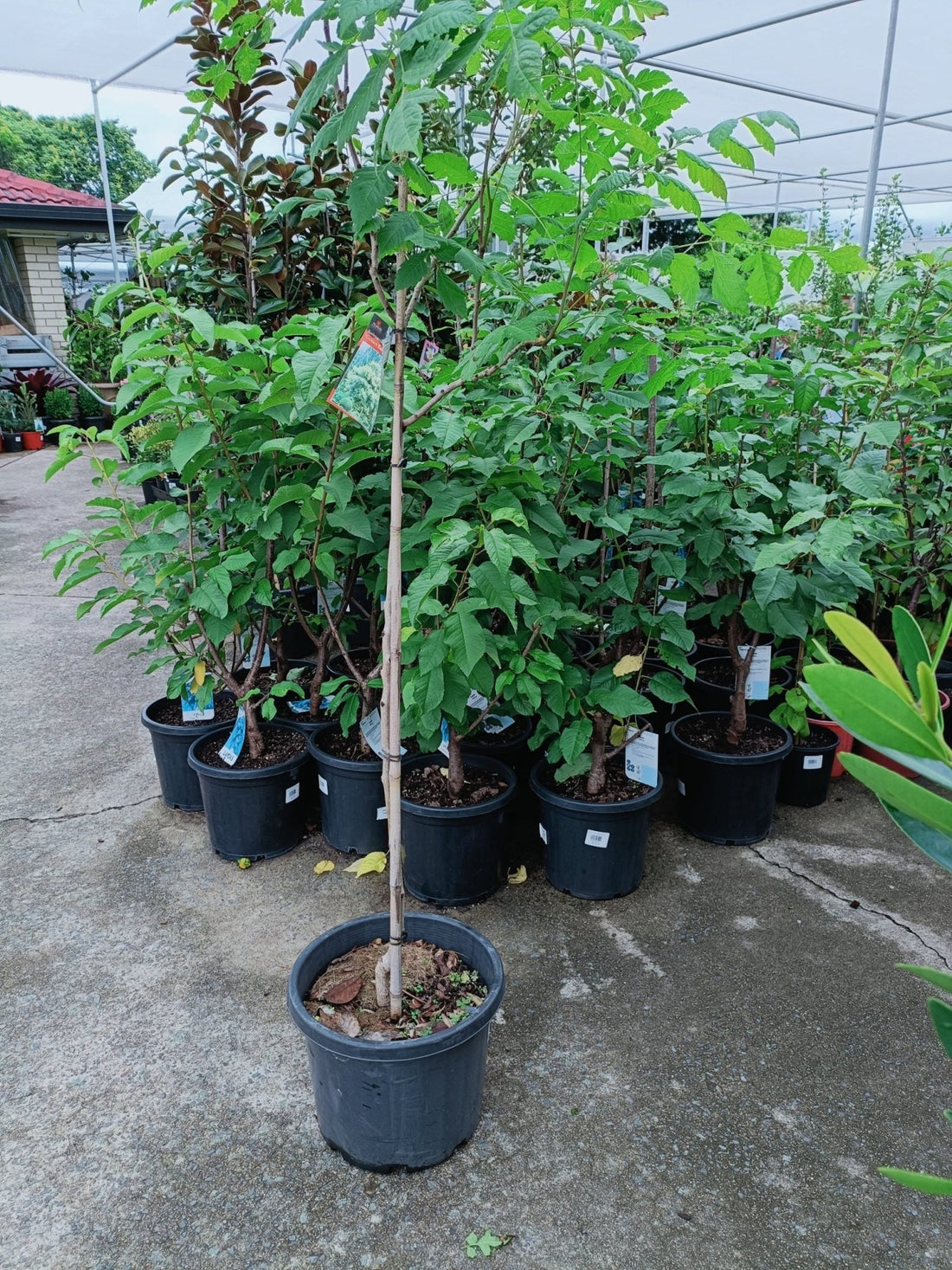 Golden Rain Tree 300mm (PICK UP ONLY) - Ladybird Nursery
