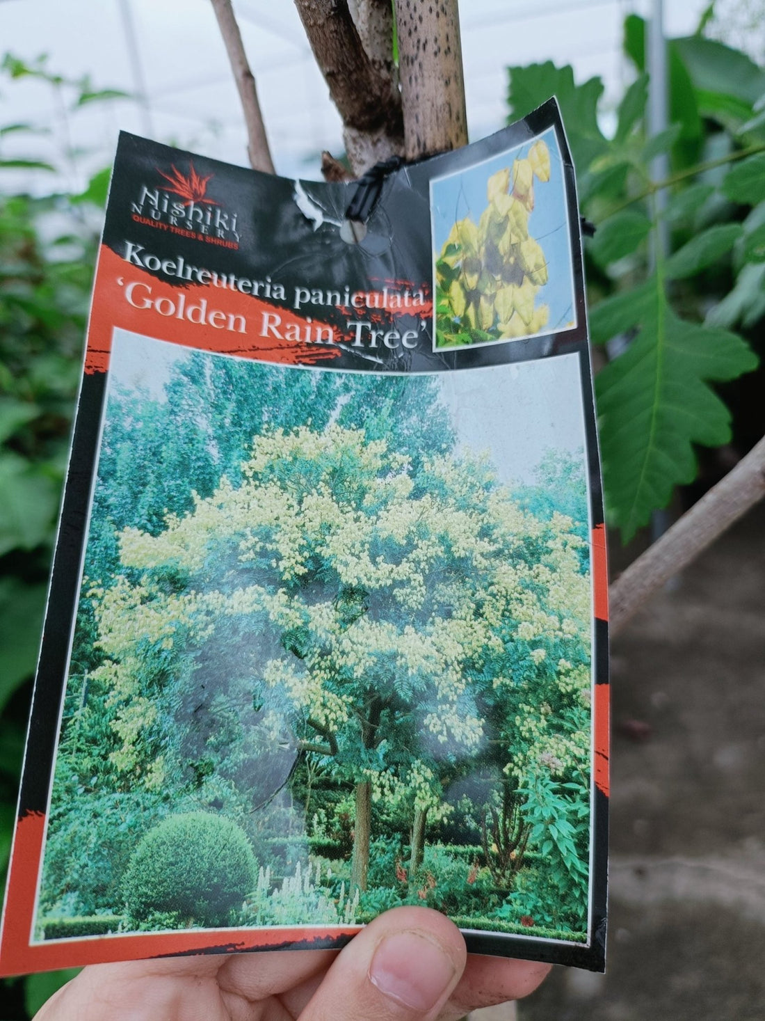 Golden Rain Tree 300mm (PICK UP ONLY) - Ladybird Nursery