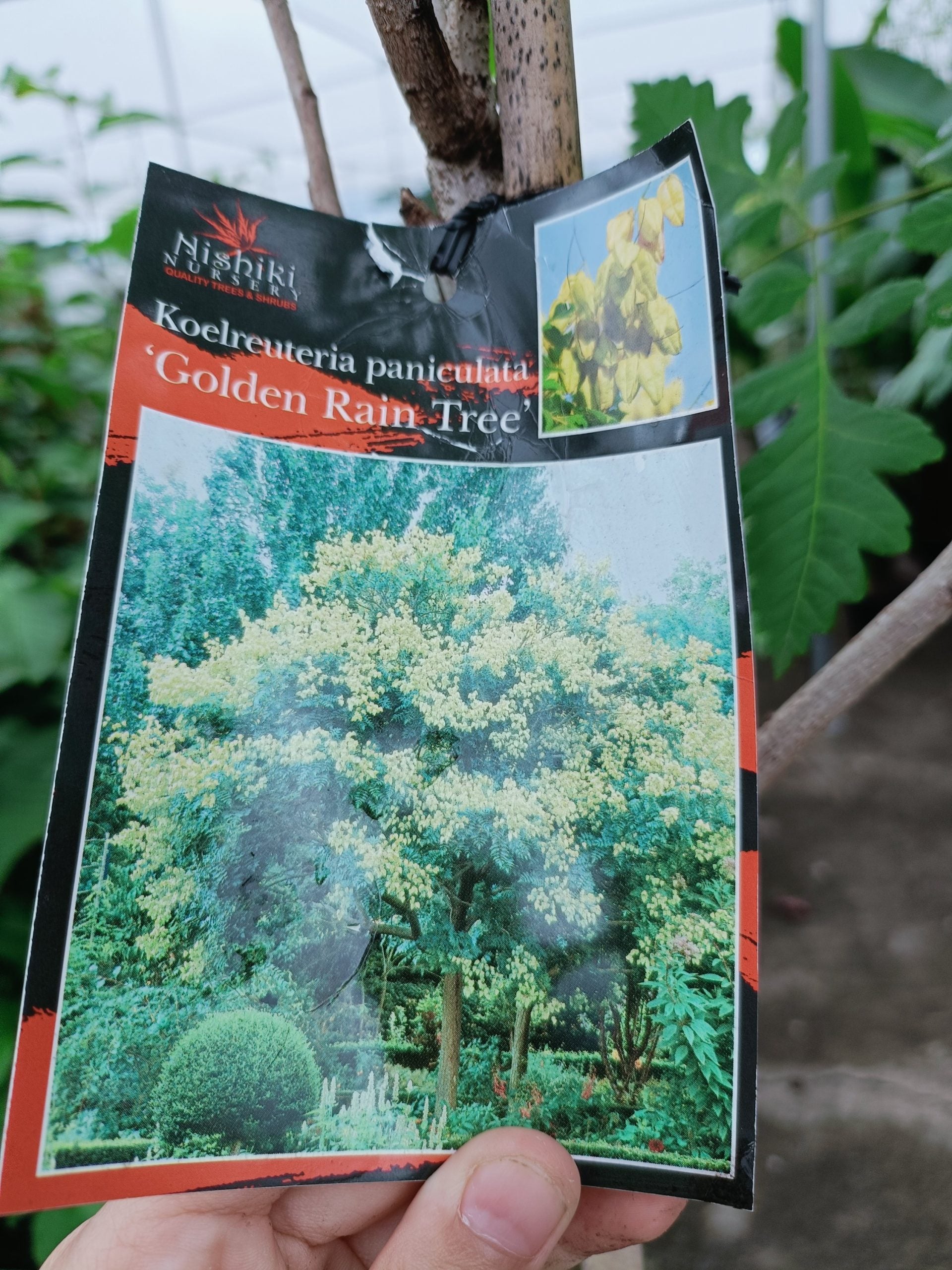 Golden Rain Tree 300mm (PICK UP ONLY)