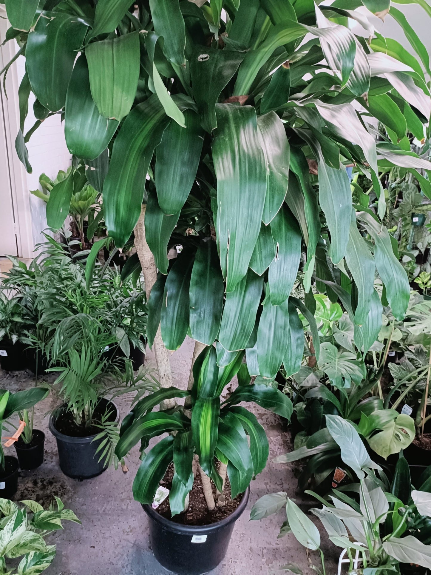 Dracaena massangeana large 400mm
(PICK UP ONLY)