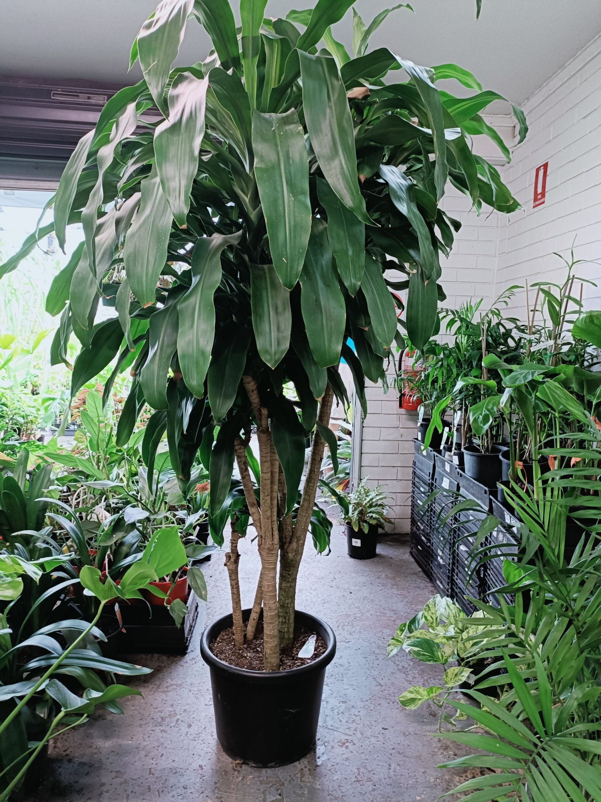 Dracaena massangeana large 400mm
(PICK UP ONLY)