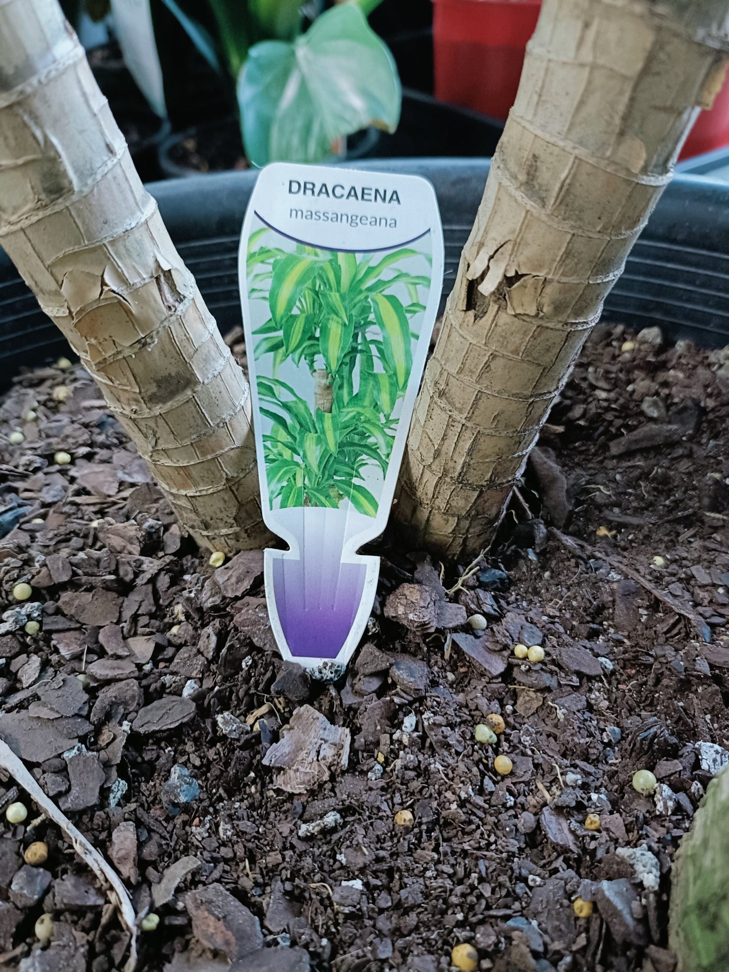 Dracaena massangeana large 400mm
(PICK UP ONLY)