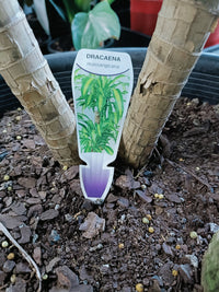 Dracaena massangeana large 400mm
(PICK UP ONLY)