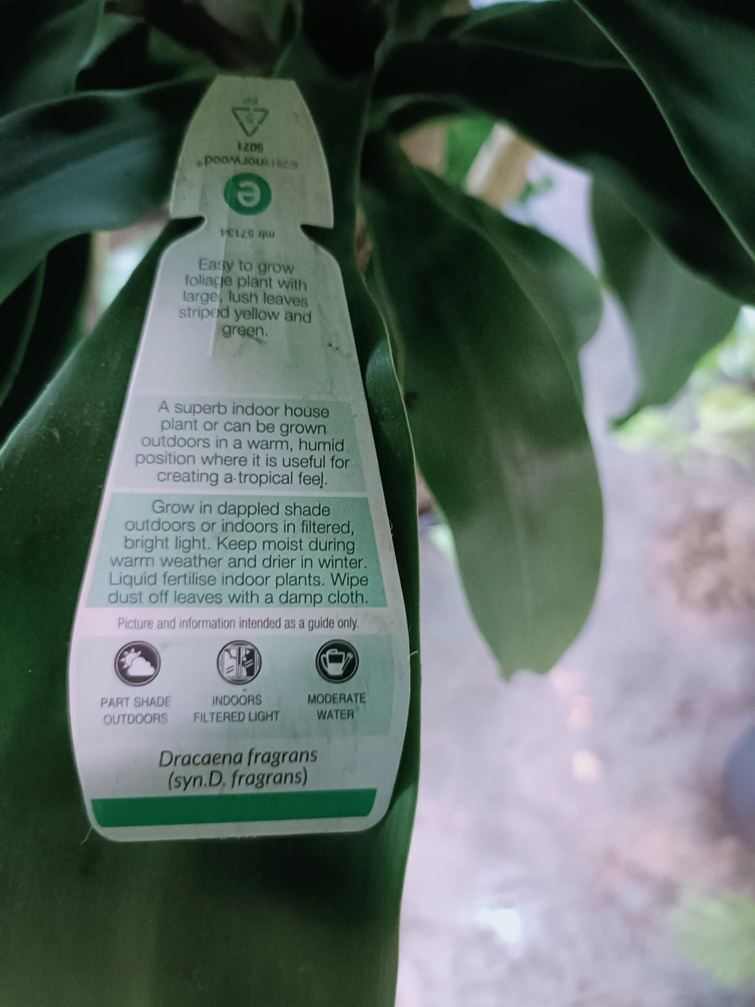 Dracaena massangeana large 300mm (PICK UP ONLY) - Ladybird Nursery