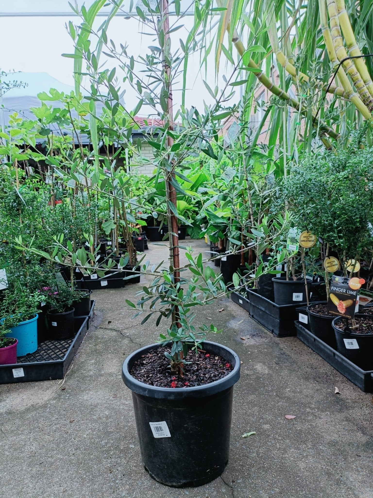 Olive Heritage Frantoio 300mm PICK UP ONLY - Ladybird Nursery