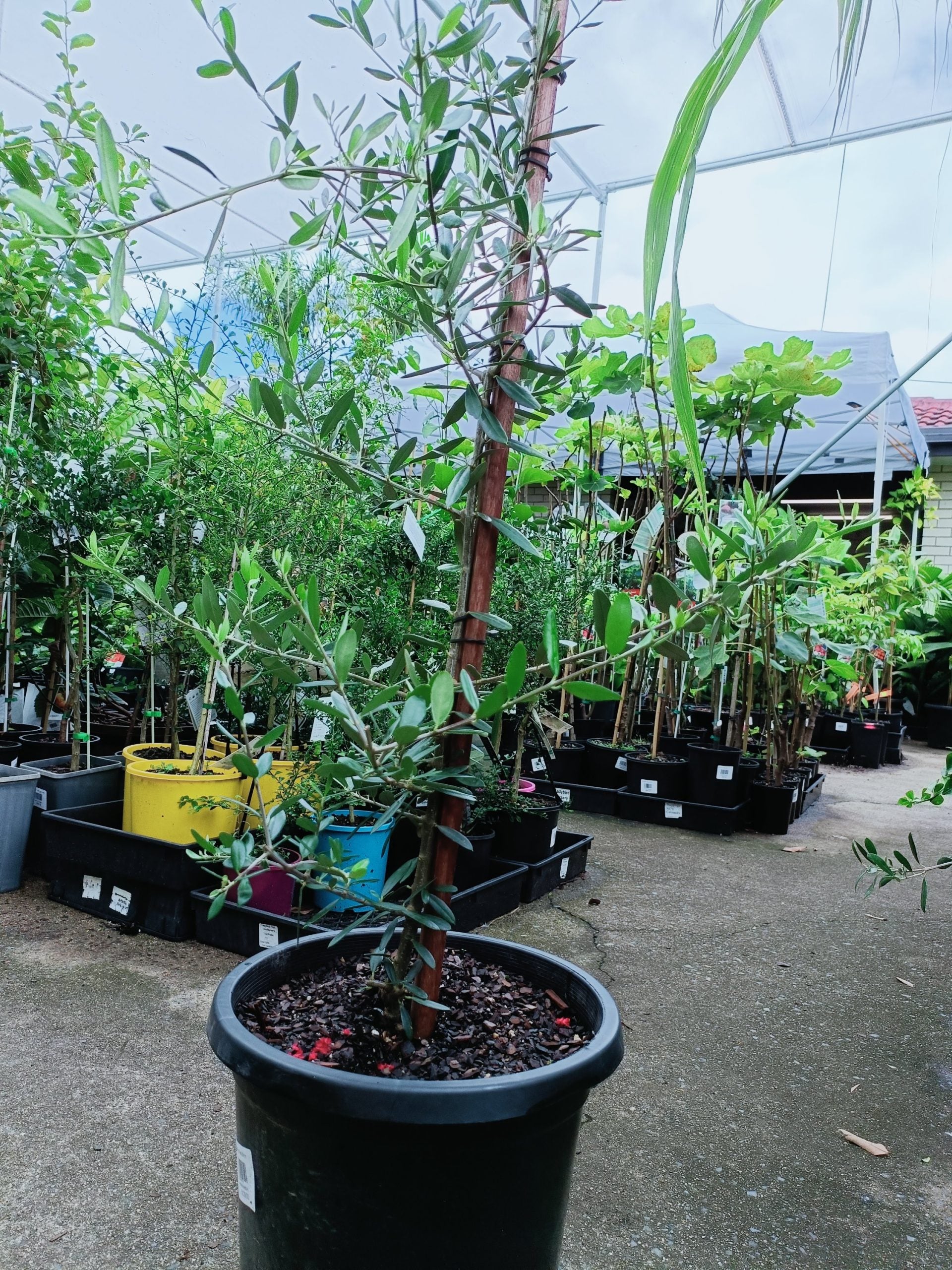 Olive Heritage Frantoio 300mm PICK UP ONLY