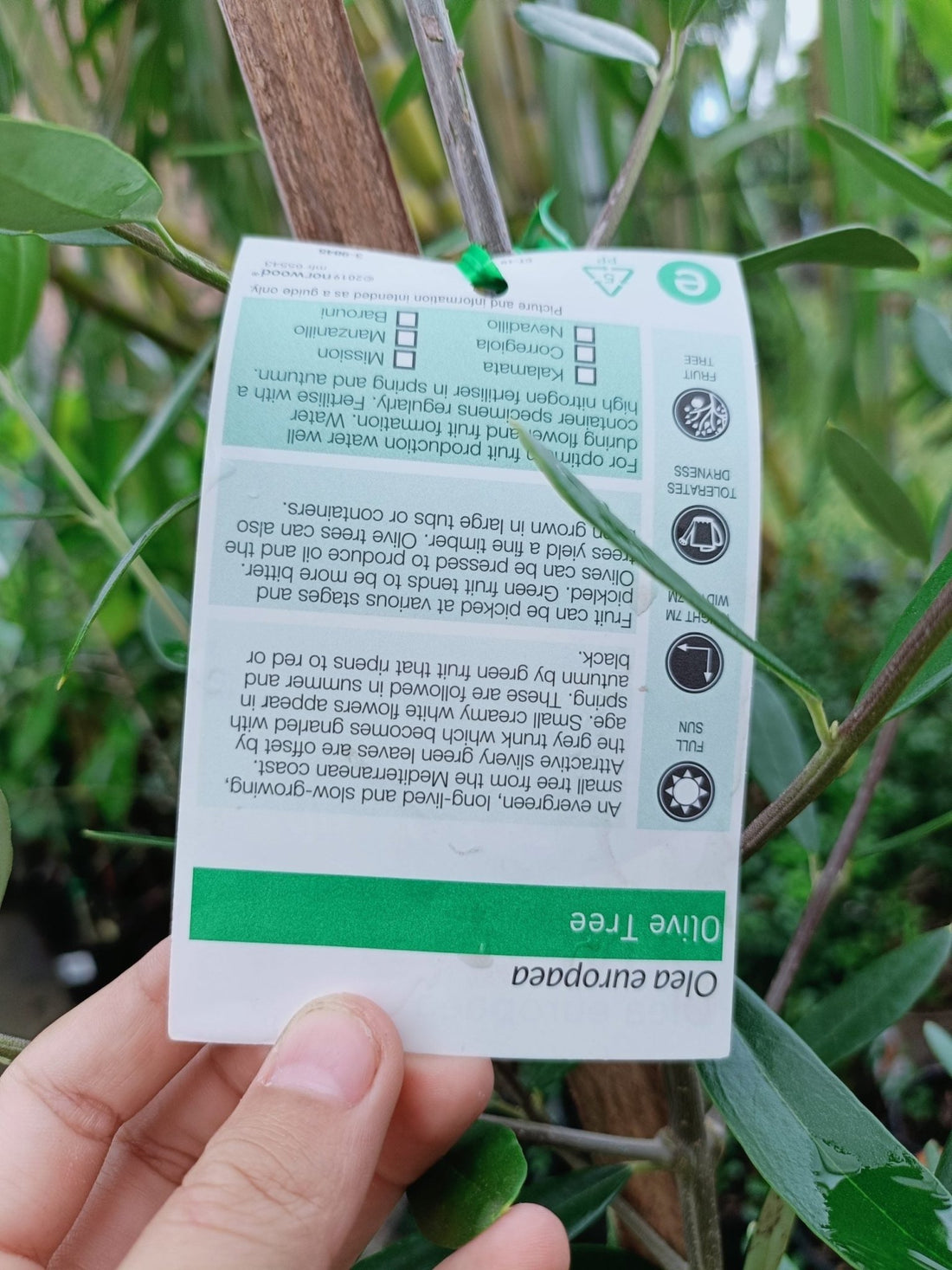 Olive 'Heritage Frantoio' 200mm (PICKUP ONLY) - Ladybird Nursery