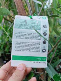 Olive Heritage Frantoio 300mm PICK UP ONLY