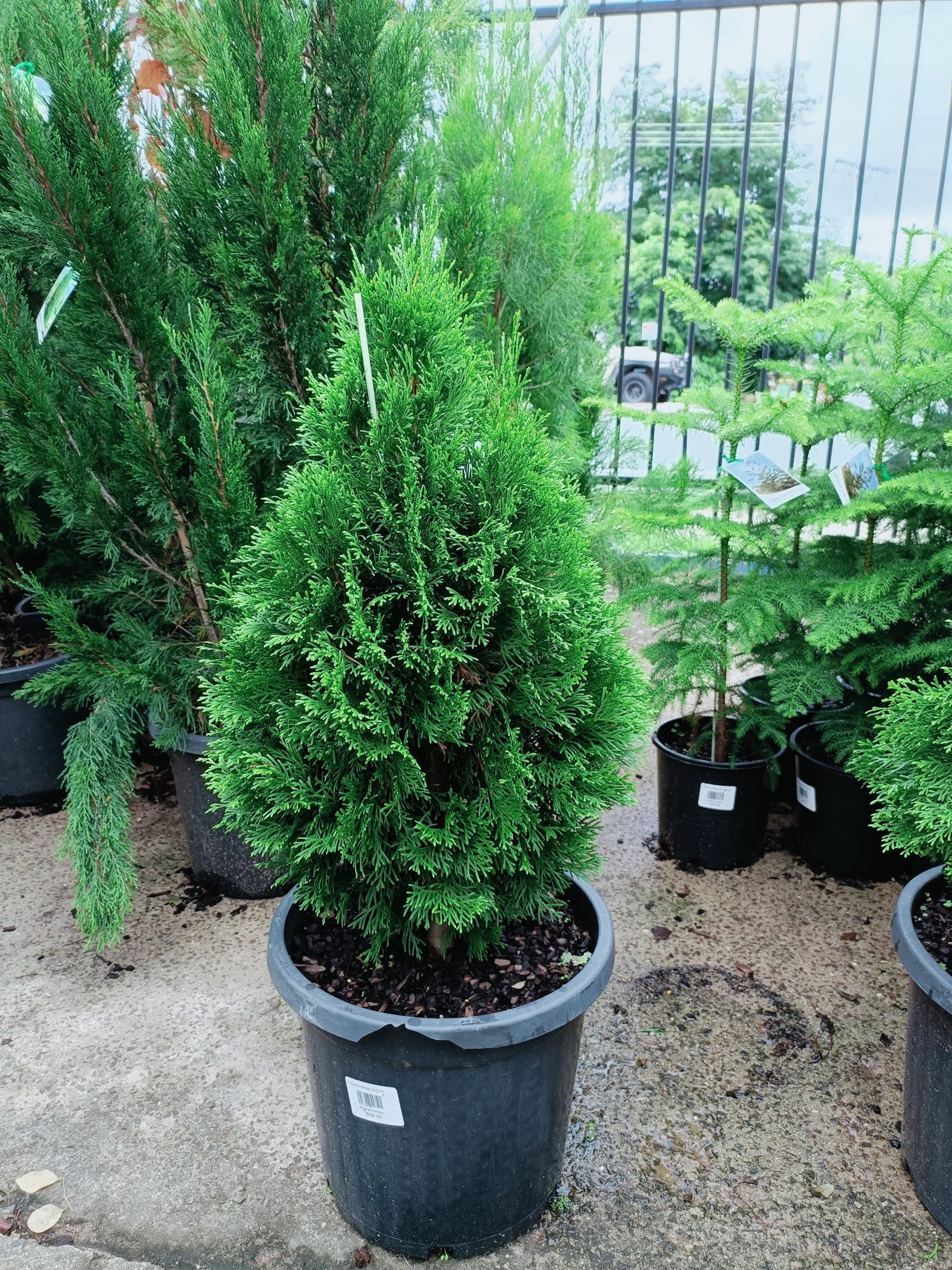 Thuja Smaragd 300mm (PICK UP ONLY)