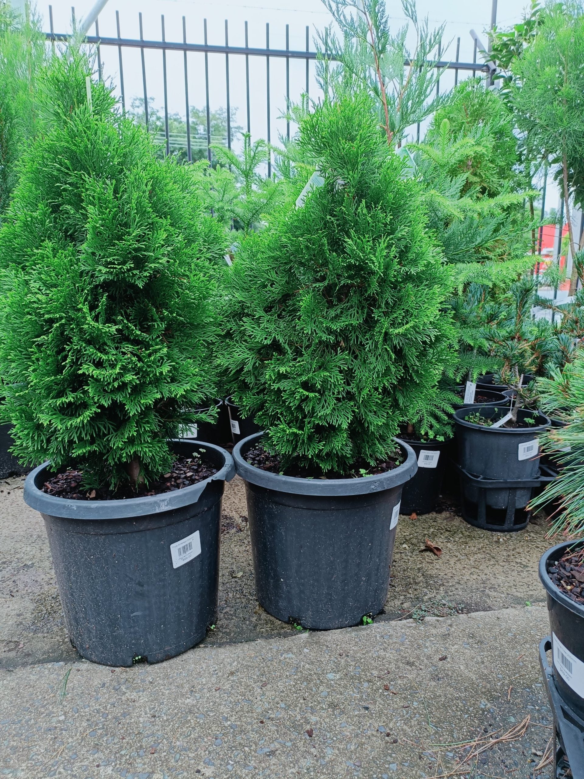 Thuja Smaragd 300mm (PICK UP ONLY)