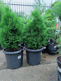 Thuja Smaragd 300mm (PICK UP ONLY)