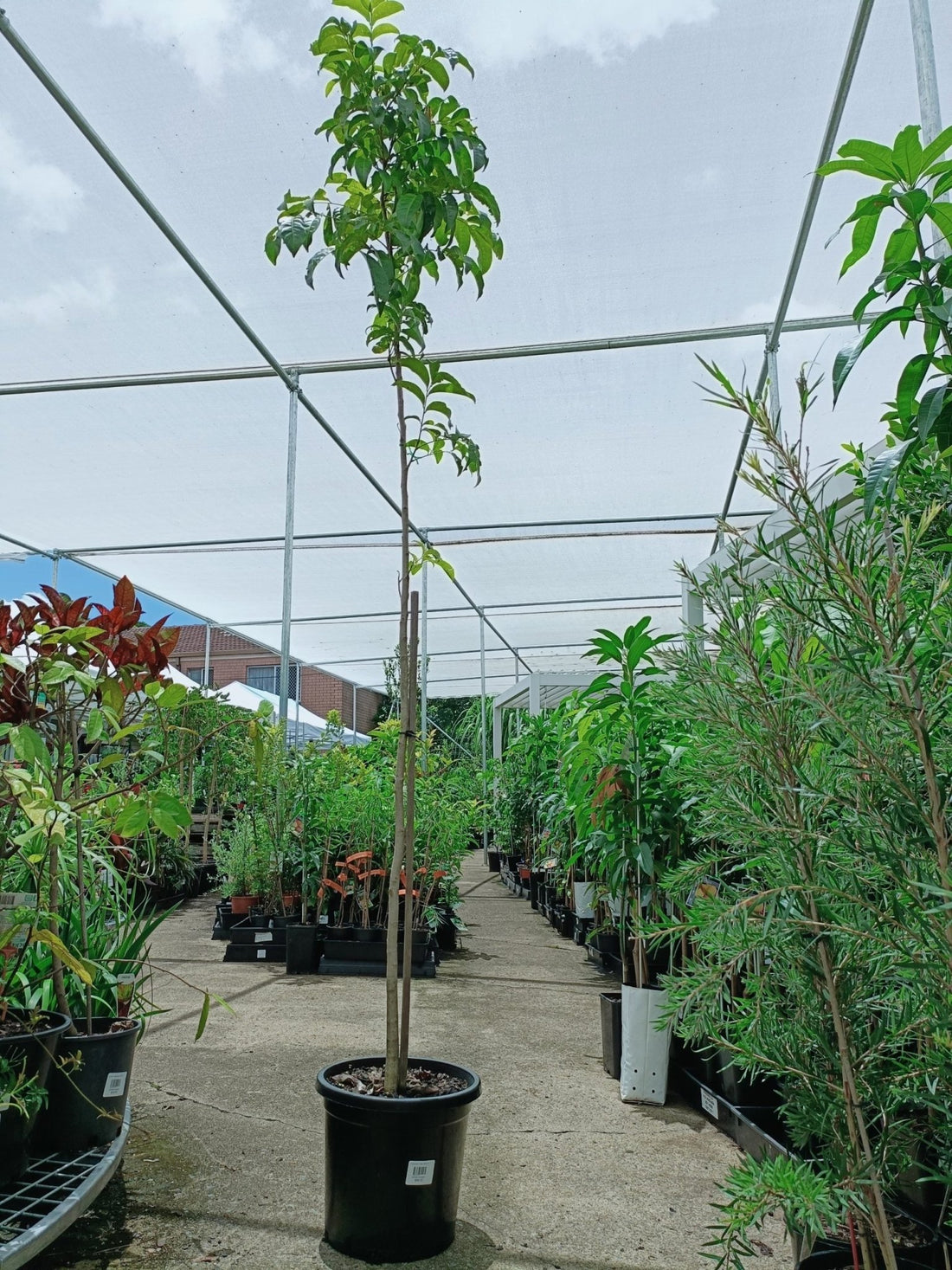 Tulipwood Tree 250mm pot (PICK UP ONLY) - Ladybird Nursery