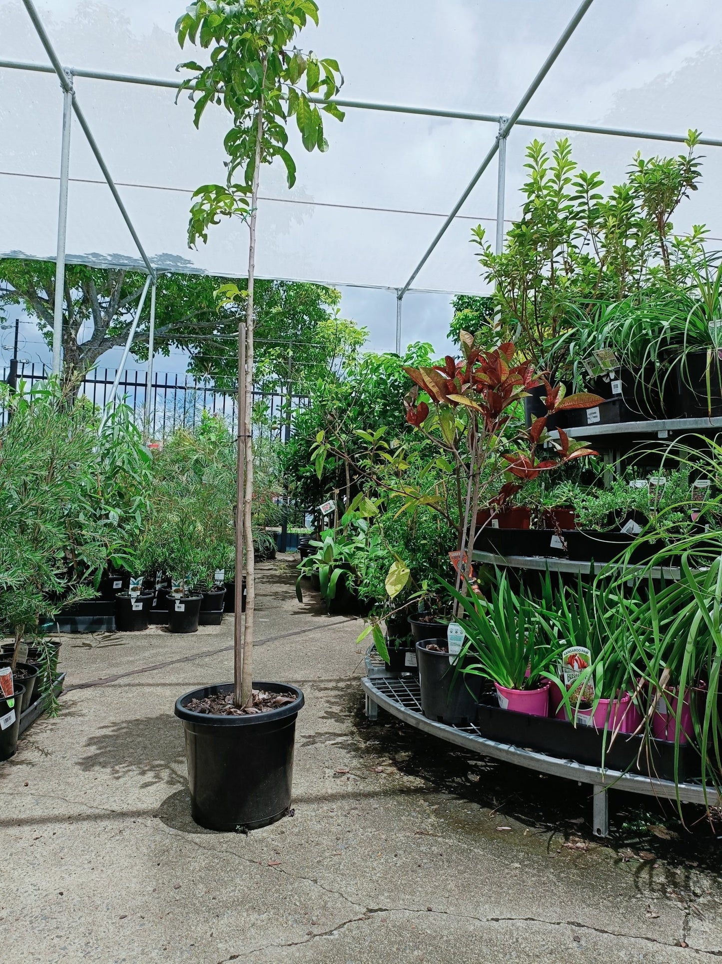 Tulipwood Tree 250mm pot (PICK UP ONLY)