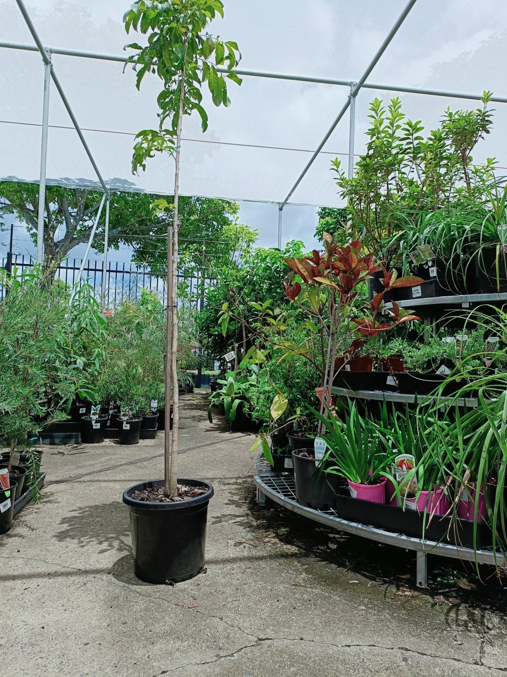 Tulipwood Tree 250mm pot (PICK UP ONLY)