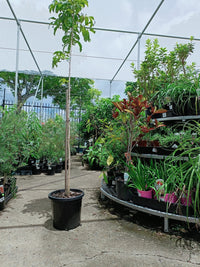 Tulipwood Tree 250mm pot (PICK UP ONLY)