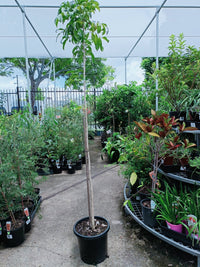 Tulipwood Tree 250mm pot (PICK UP ONLY)