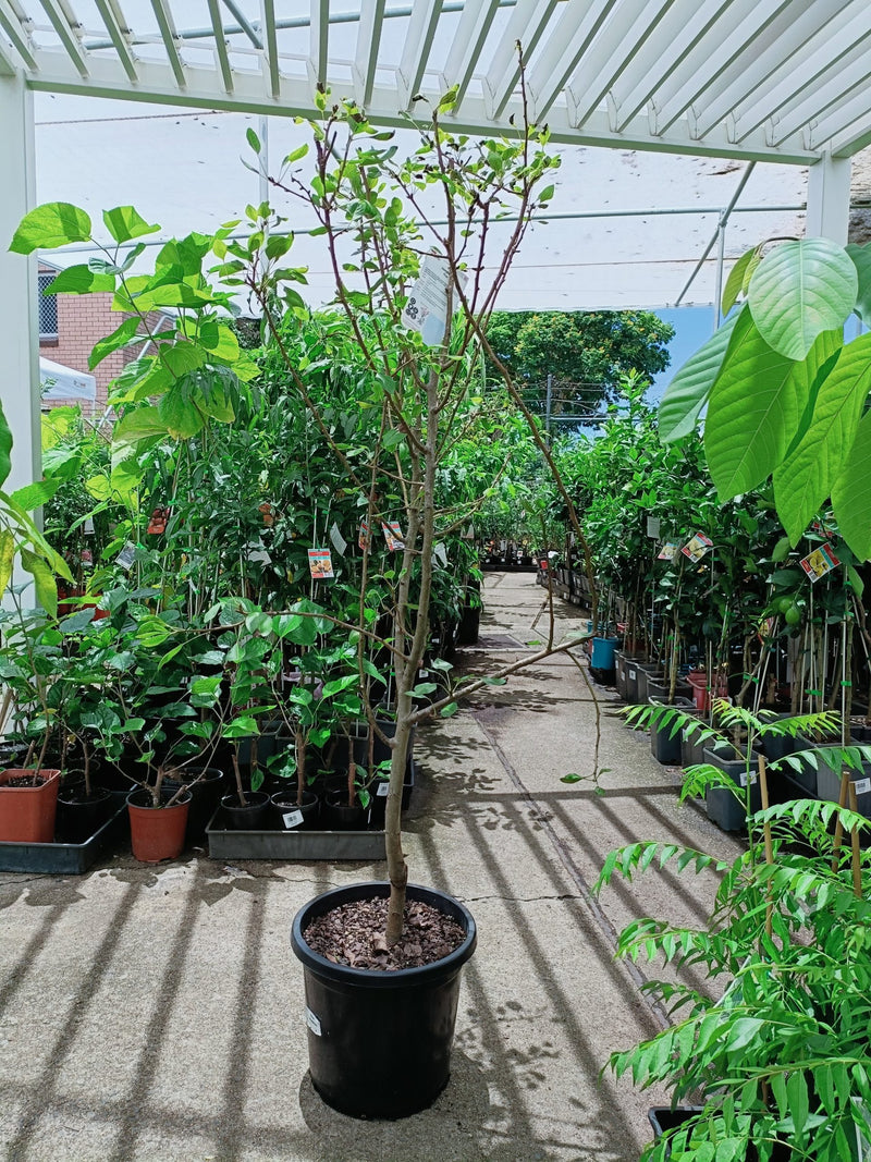 Josephine Pear 300mm pot PICK UP ONLY