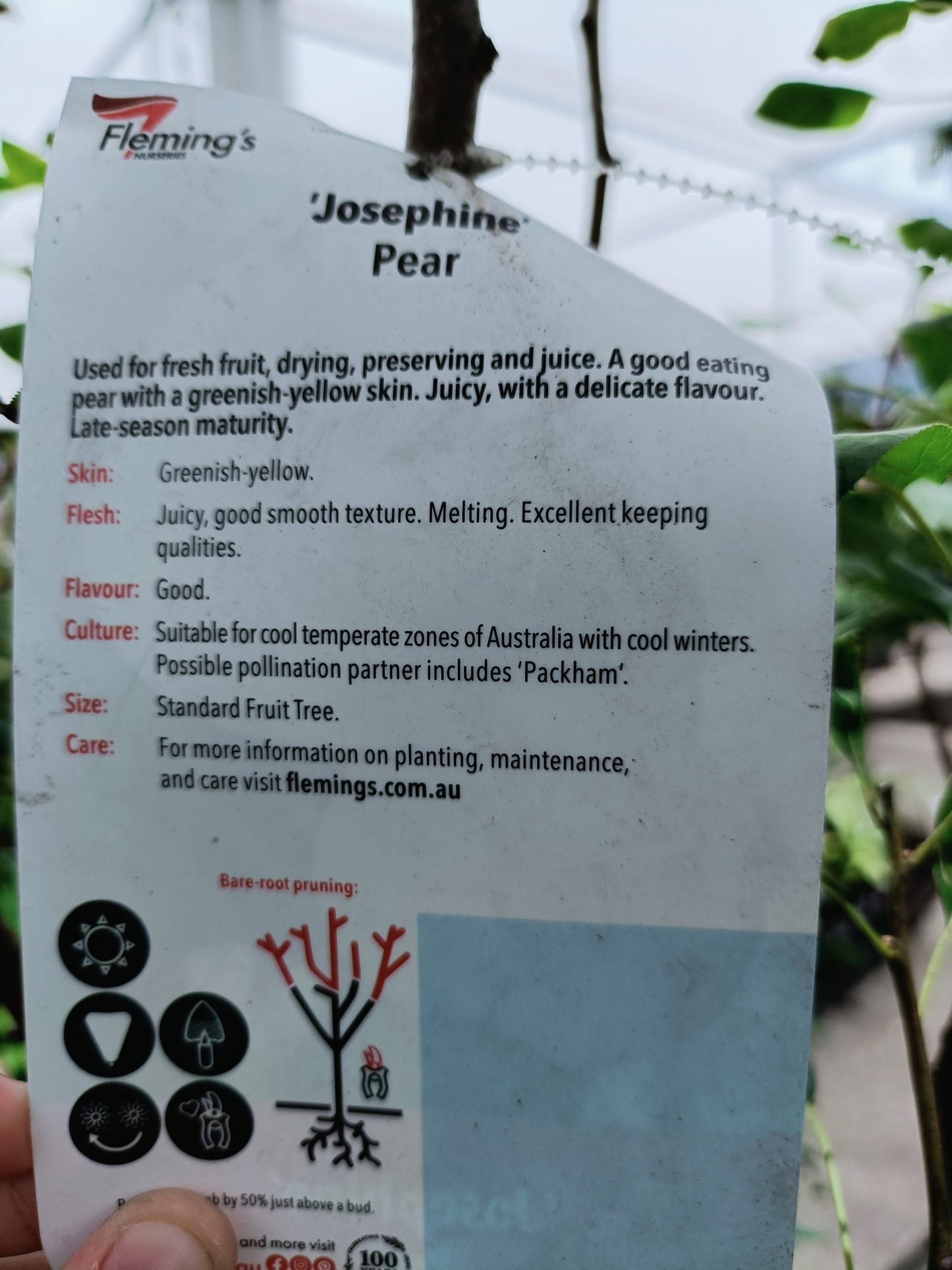 Josephine Pear 300mm pot PICK UP ONLY