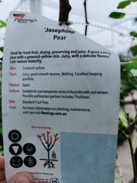 Josephine Pear 300mm pot PICK UP ONLY