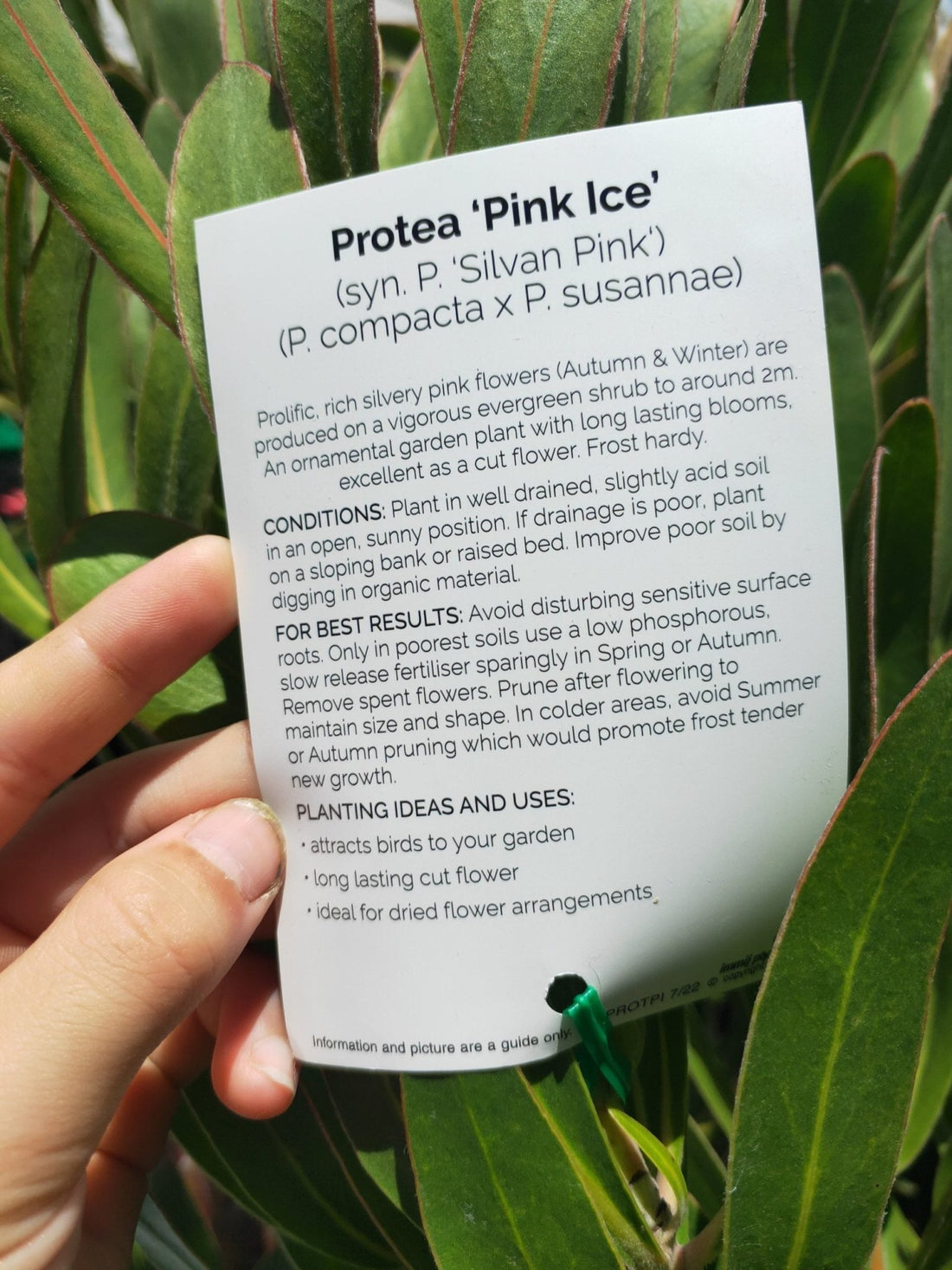 Protea Pink Ice PICK UP ONLY - Ladybird Nursery
