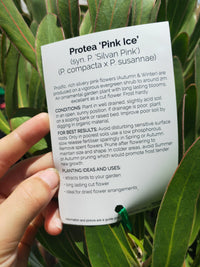 Protea Pink Ice PICK UP ONLY